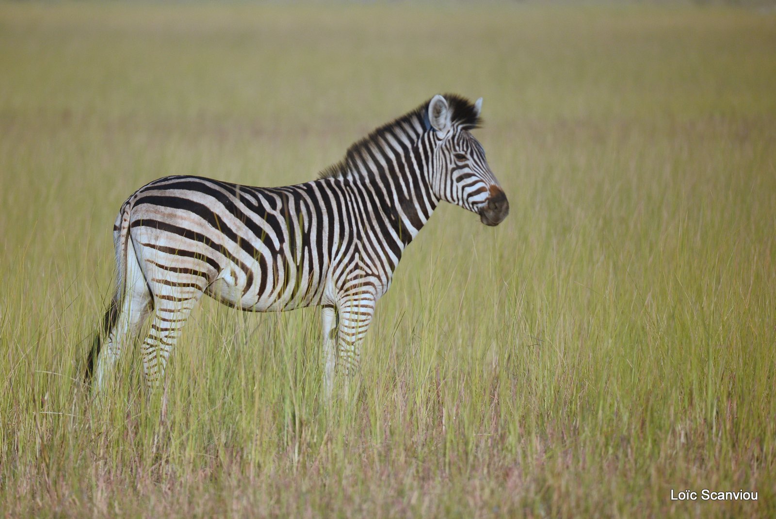 Zèbres/Zebras (1)