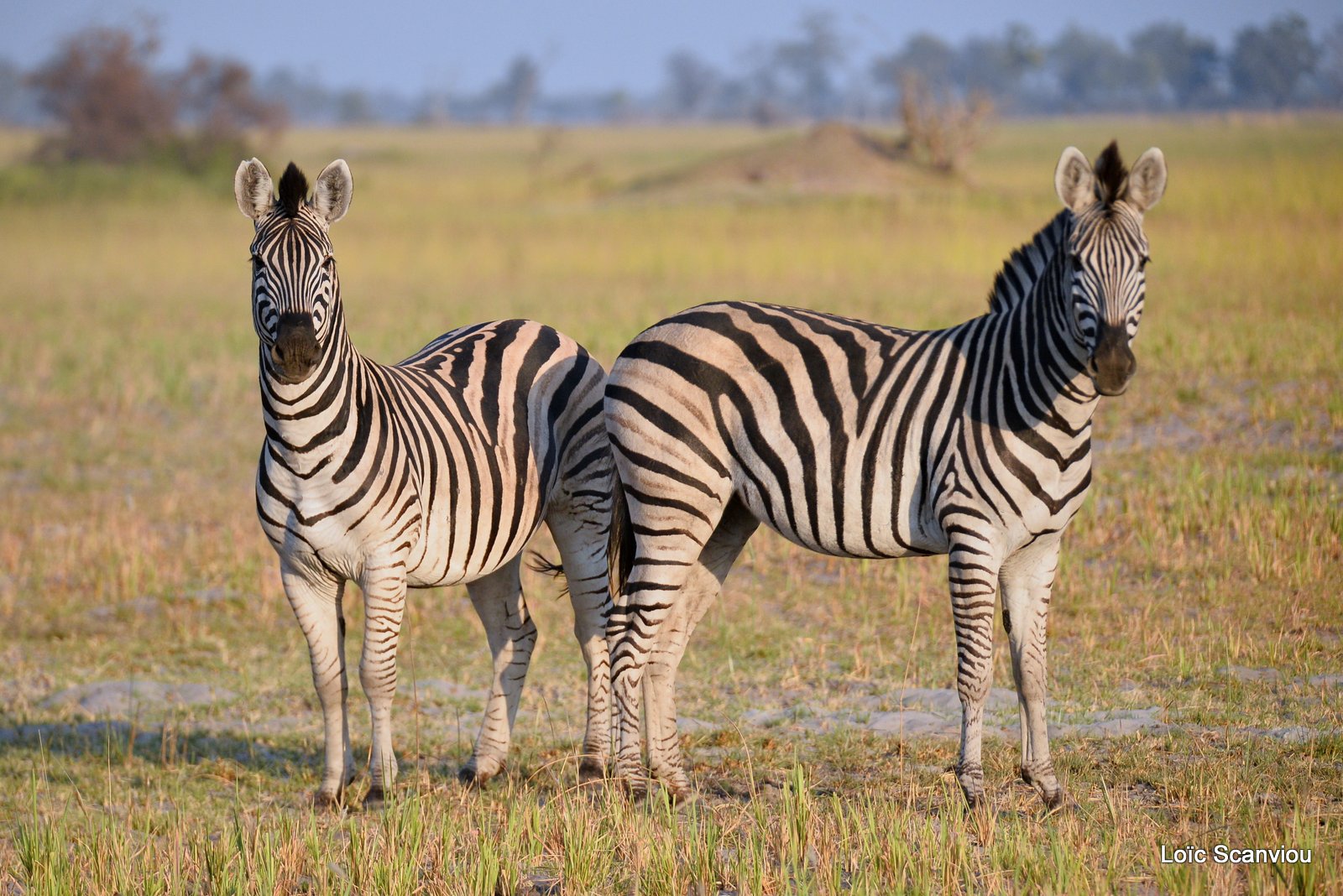 Zèbres/Zebras (2)