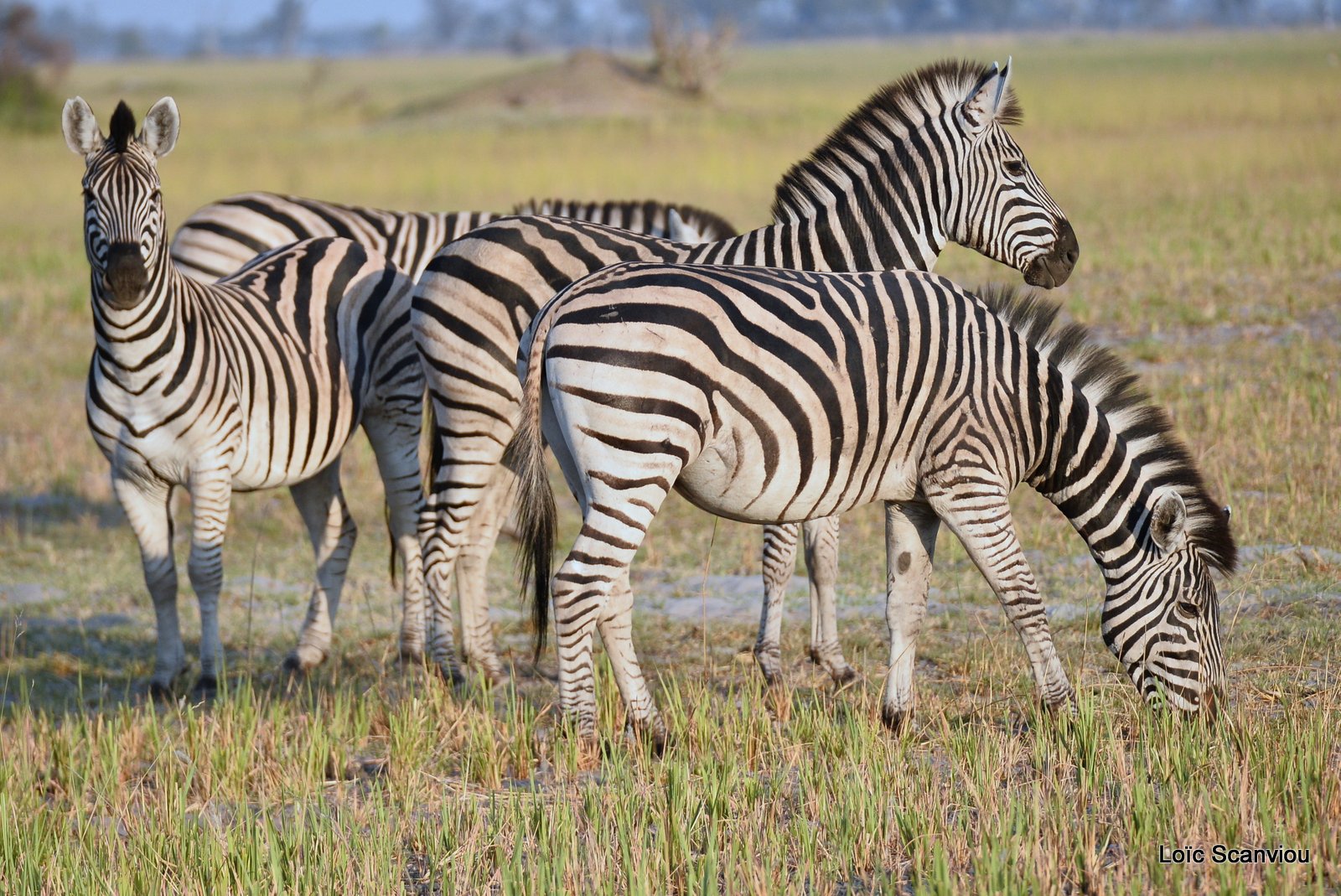 Zèbres/Zebras (3)