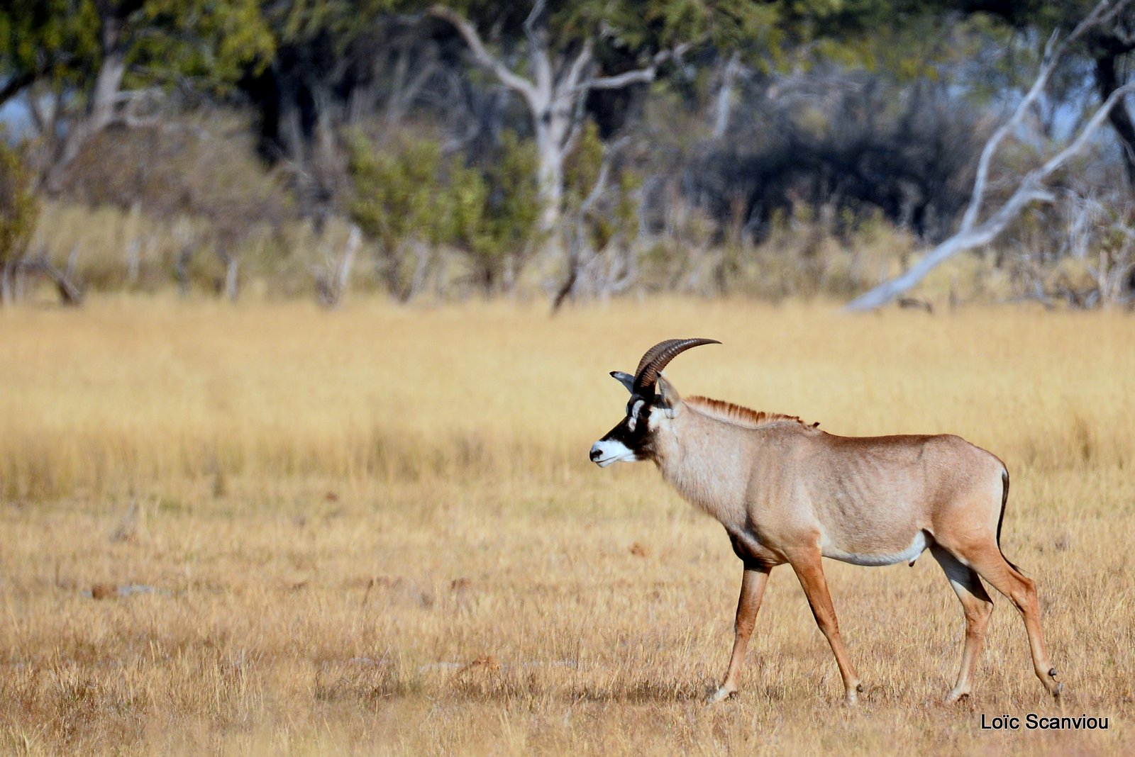 Antilope rouanne/Roan Antelope (1)
