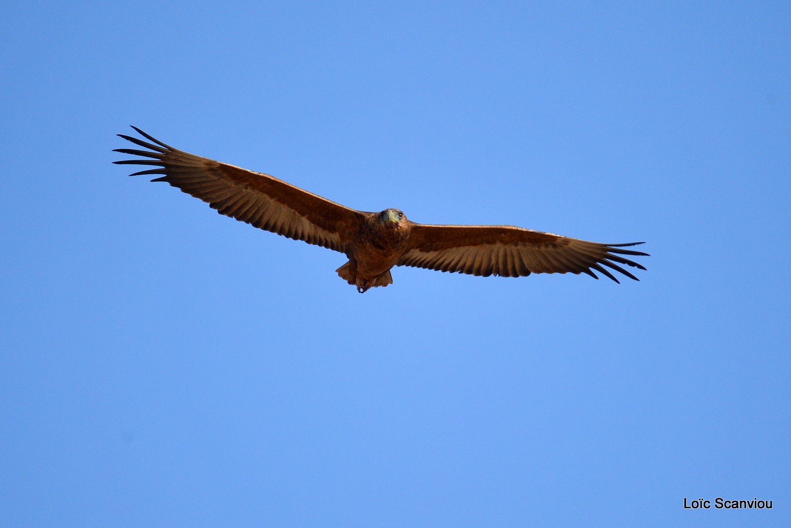 Aigle bateleur juvénile/Juvenile Bateleur Eagle (1)