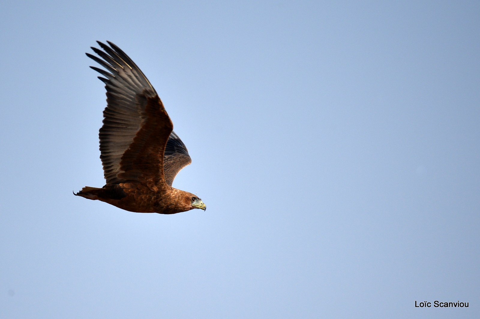 Aigle bateleur juvénile/Juvenile Bateleur Eagle (2)