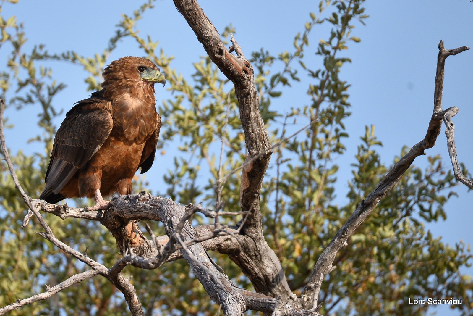 Aigle bateleur juvénile/Juvenile Bateleur Eagle (3)