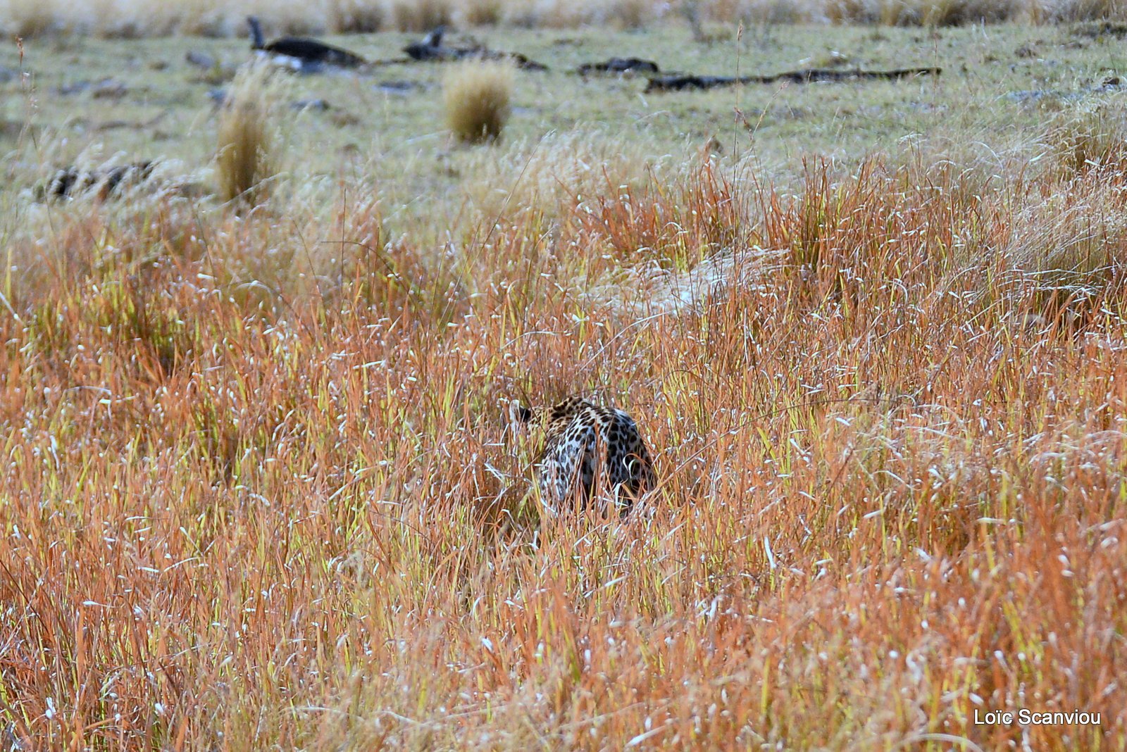 Léopard/Leopard (1)