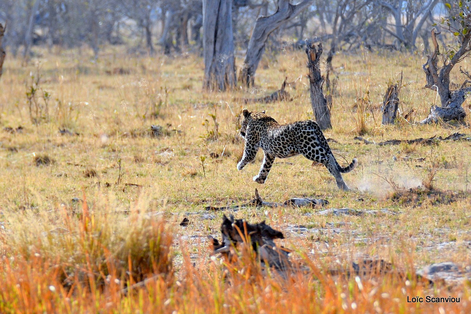Léopard/Leopard (4)