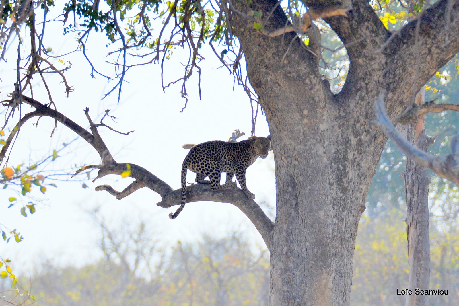 Léopard/Leopard (5)
