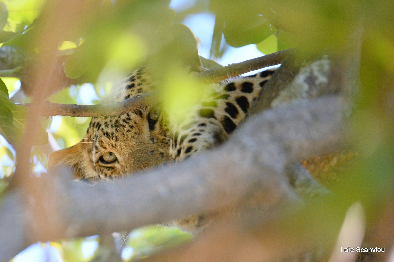 Léopard/Leopard (7)