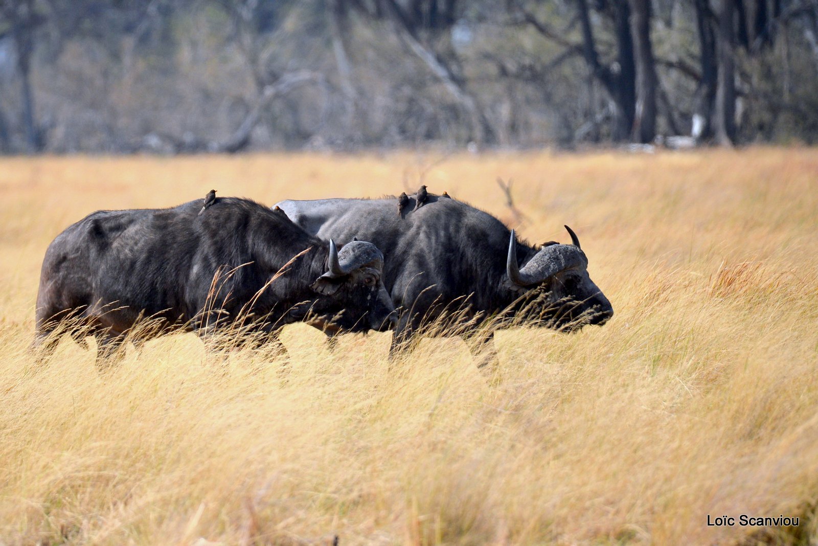 Buffle d'Afrique/Cape Buffalo (1)