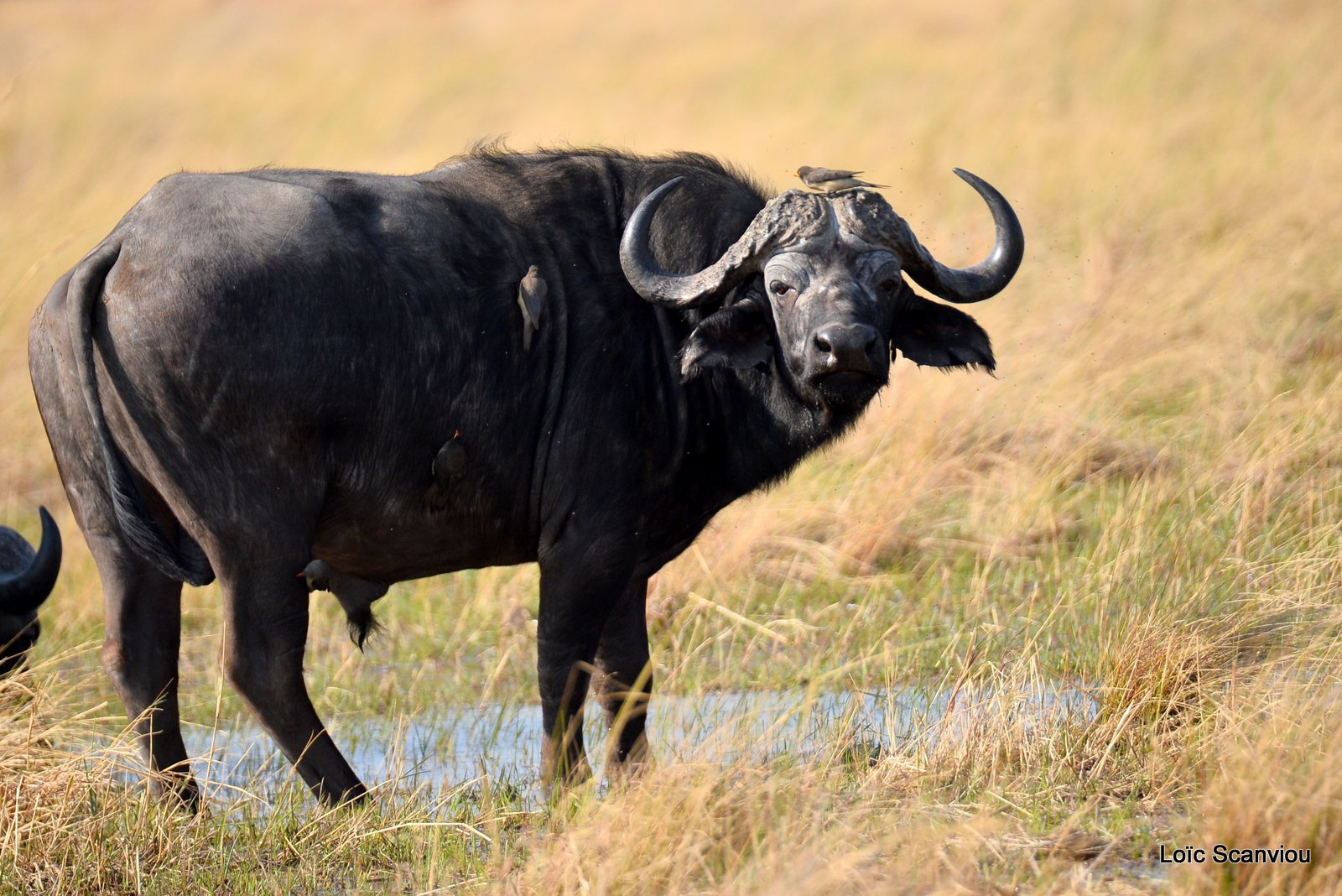 Buffle d'Afrique/Cape Buffalo (2)