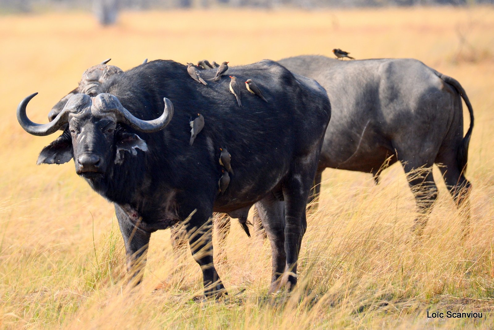 Buffle d'Afrique/Cape Buffalo (3)