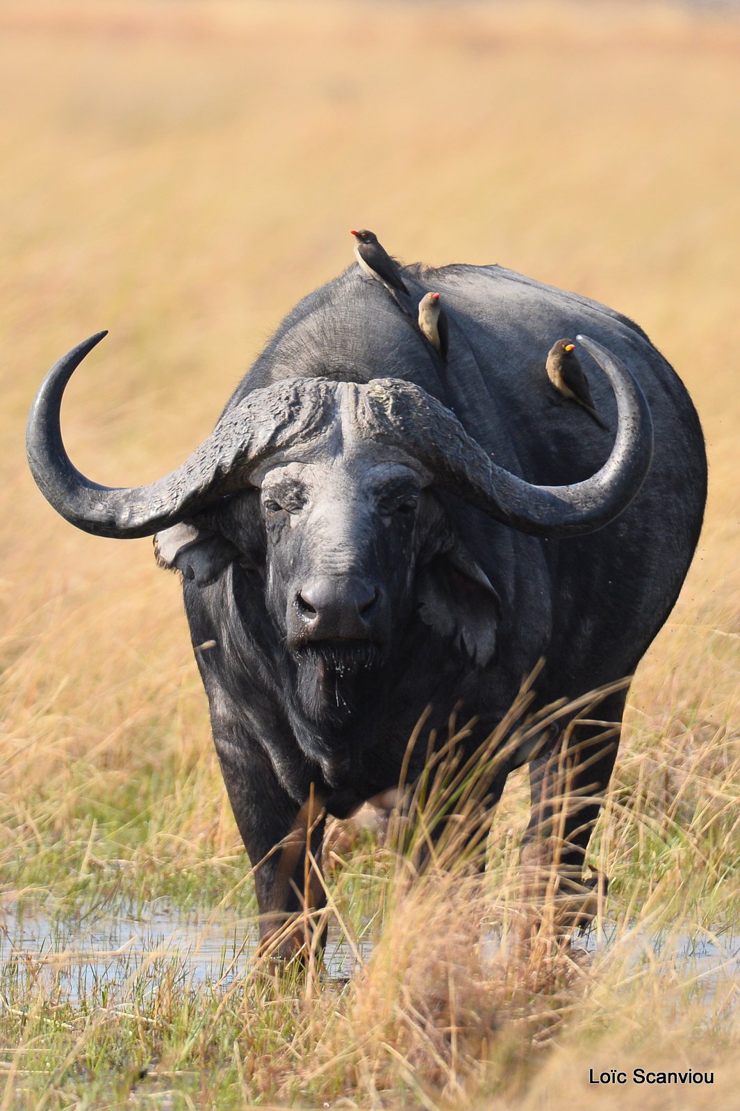 Buffle d'Afrique/Cape Buffalo (4)