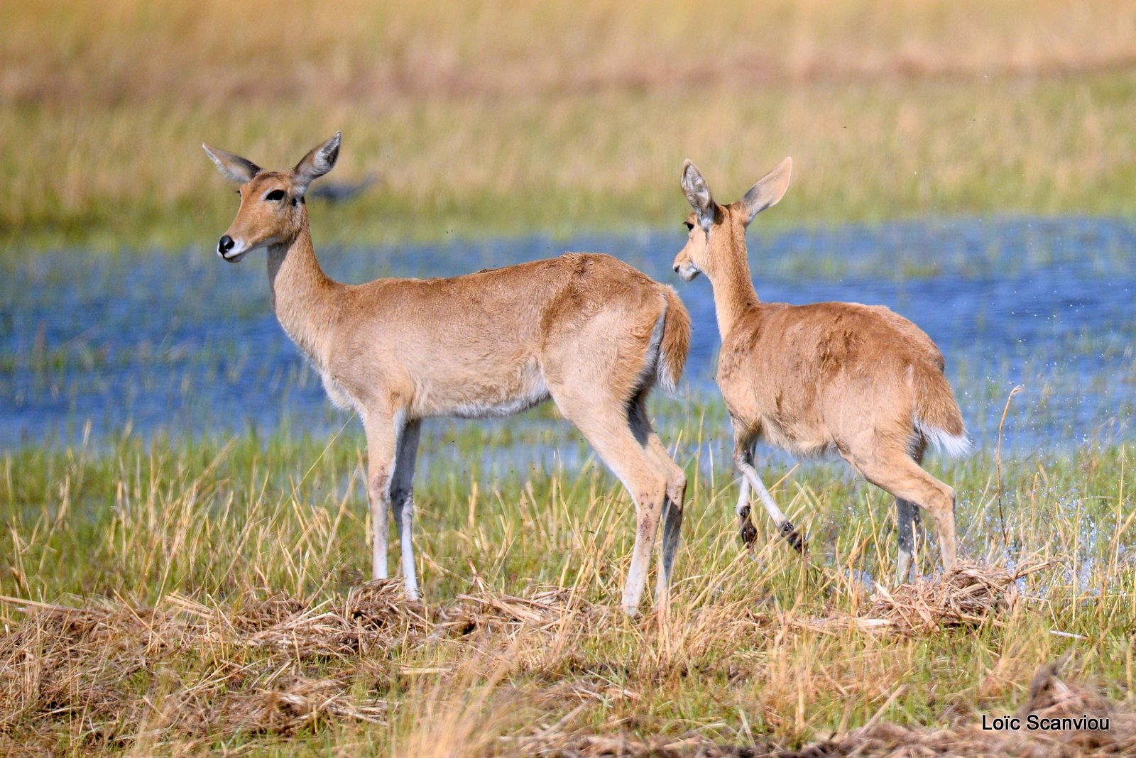Redunca/Reedbuck (1)