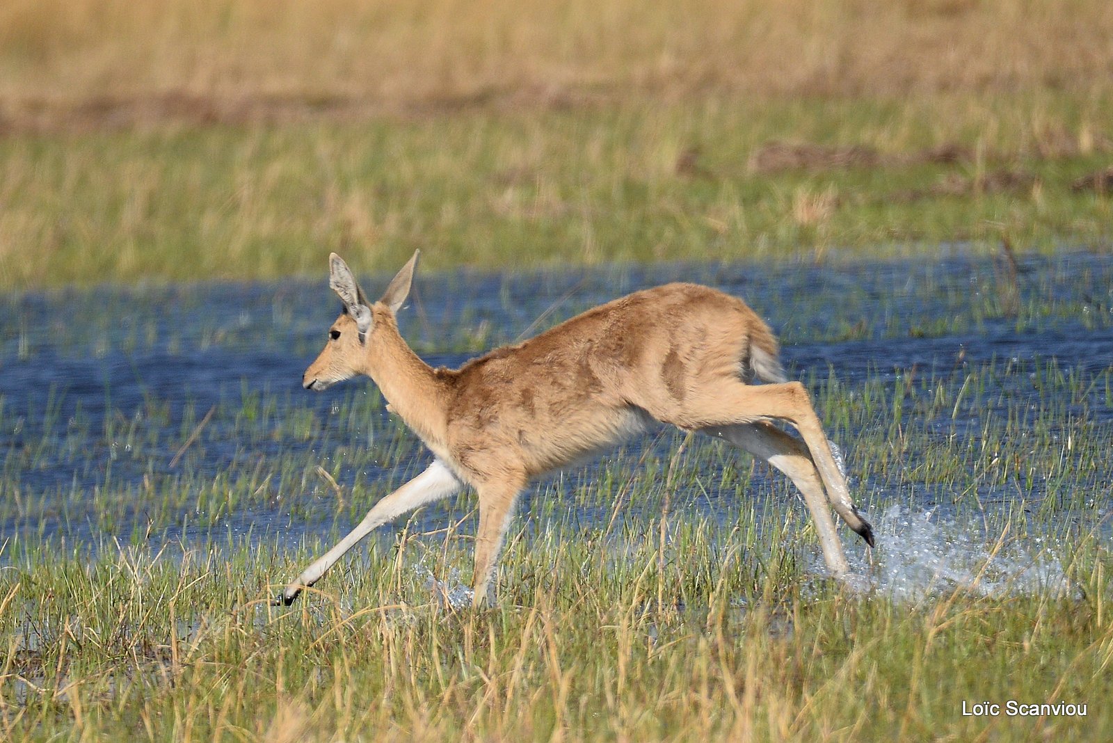 Redunca/Reedbuck (2)