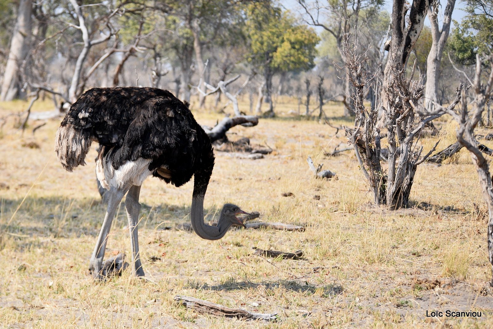 Autruche d'Afrique/Common Ostrich (1)