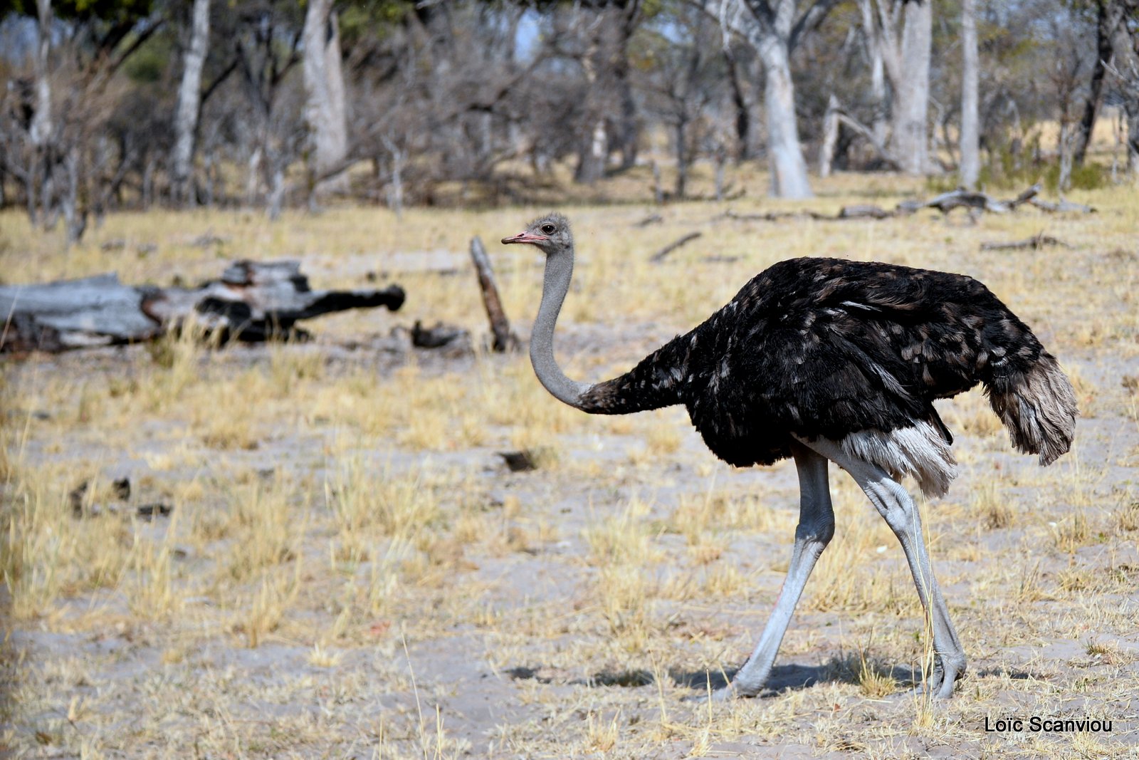 Autruche d'Afrique/Common Ostrich (2)