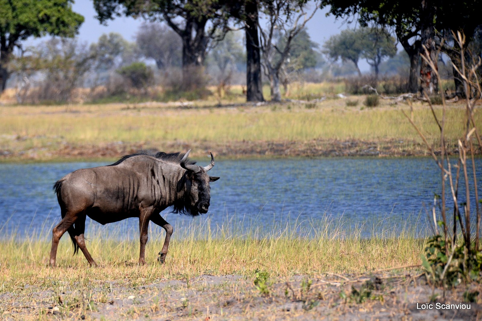 Gnou/Wildebeest (1)