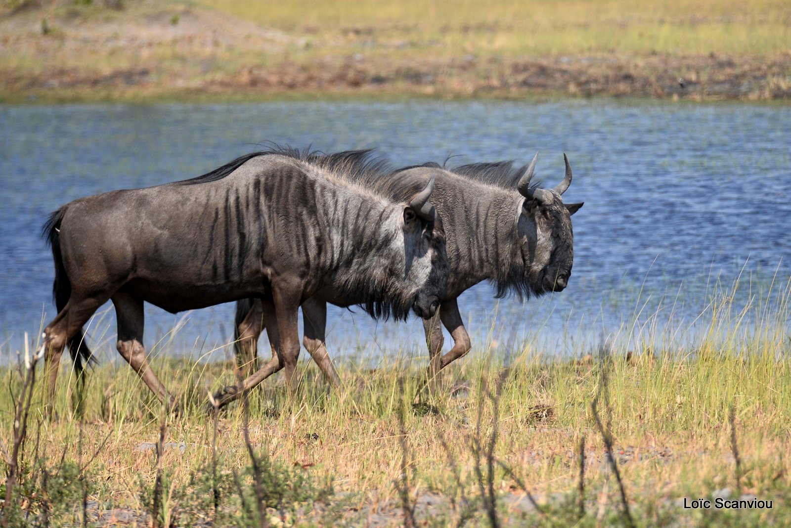 Gnou/Wildebeest (2)
