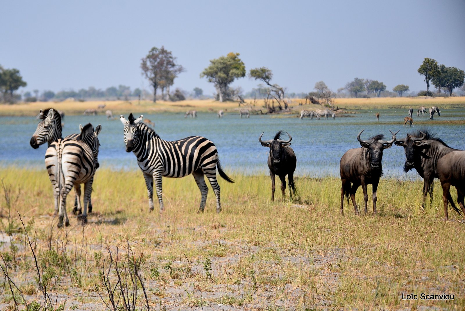 Zèbres et gnous/Zebras and Wildebeest (1)
