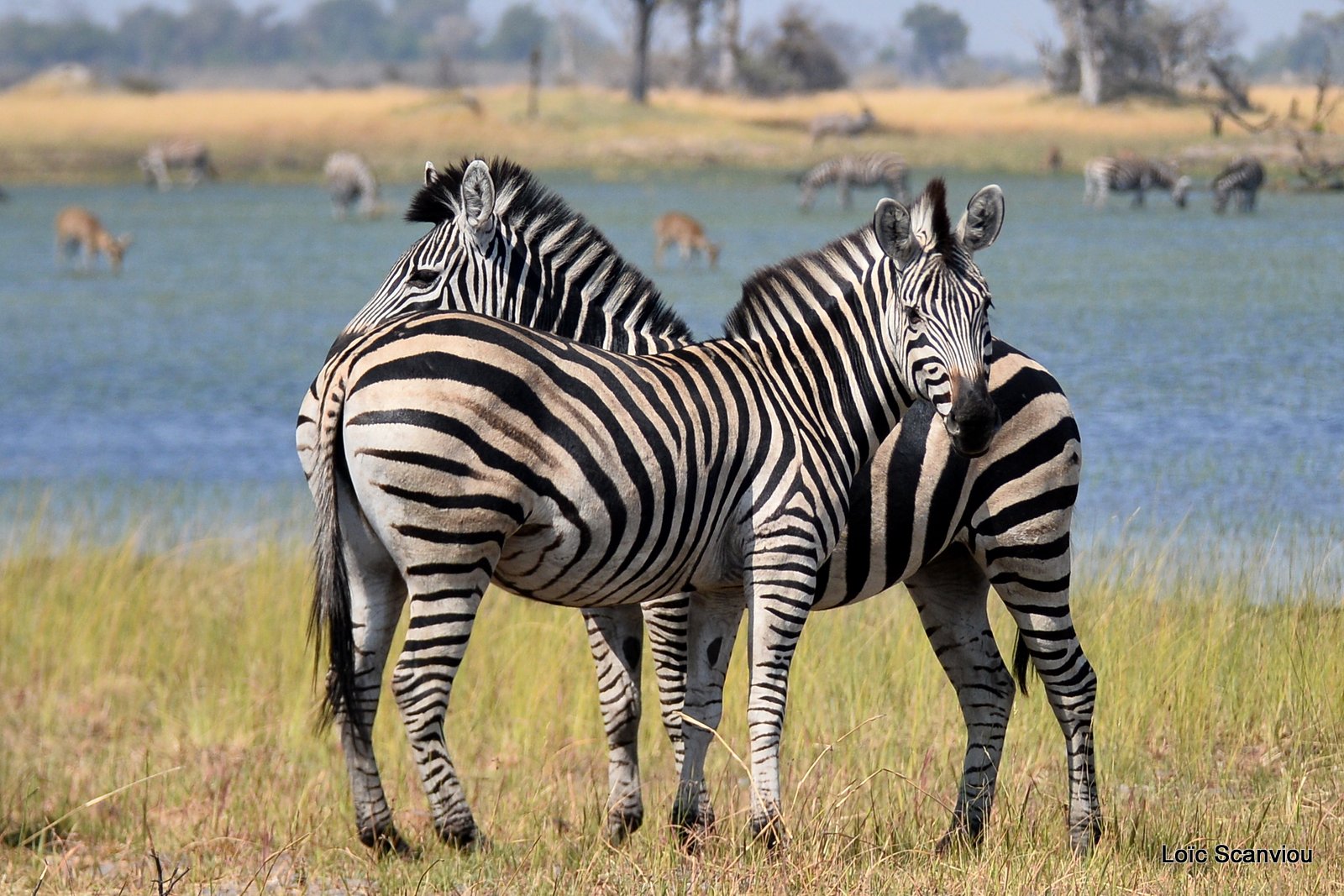 Zèbres/Zebras (4)