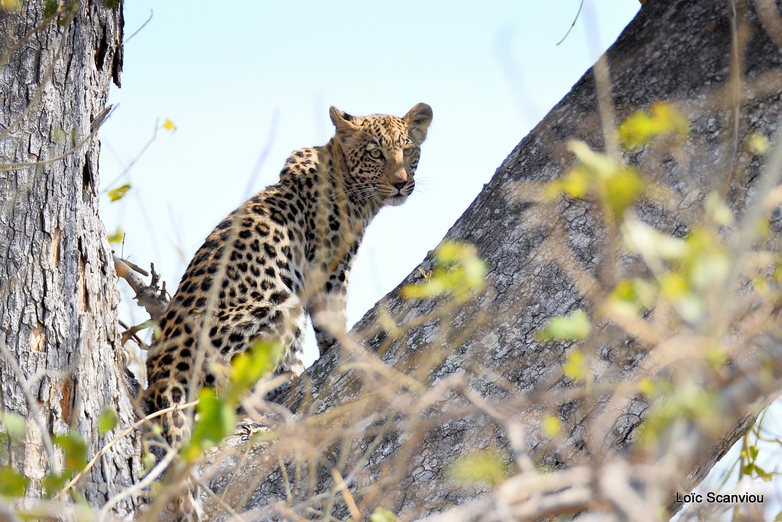 Léopard/Leopard (8)
