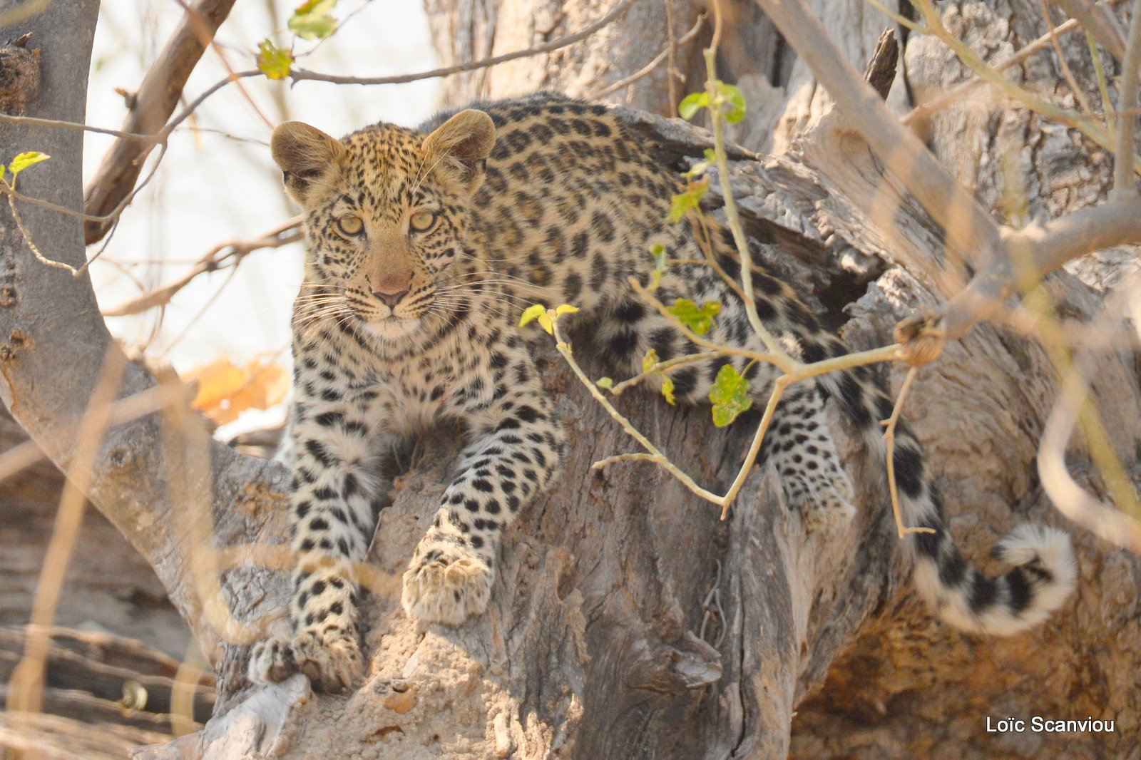 Léopard/Leopard (9)