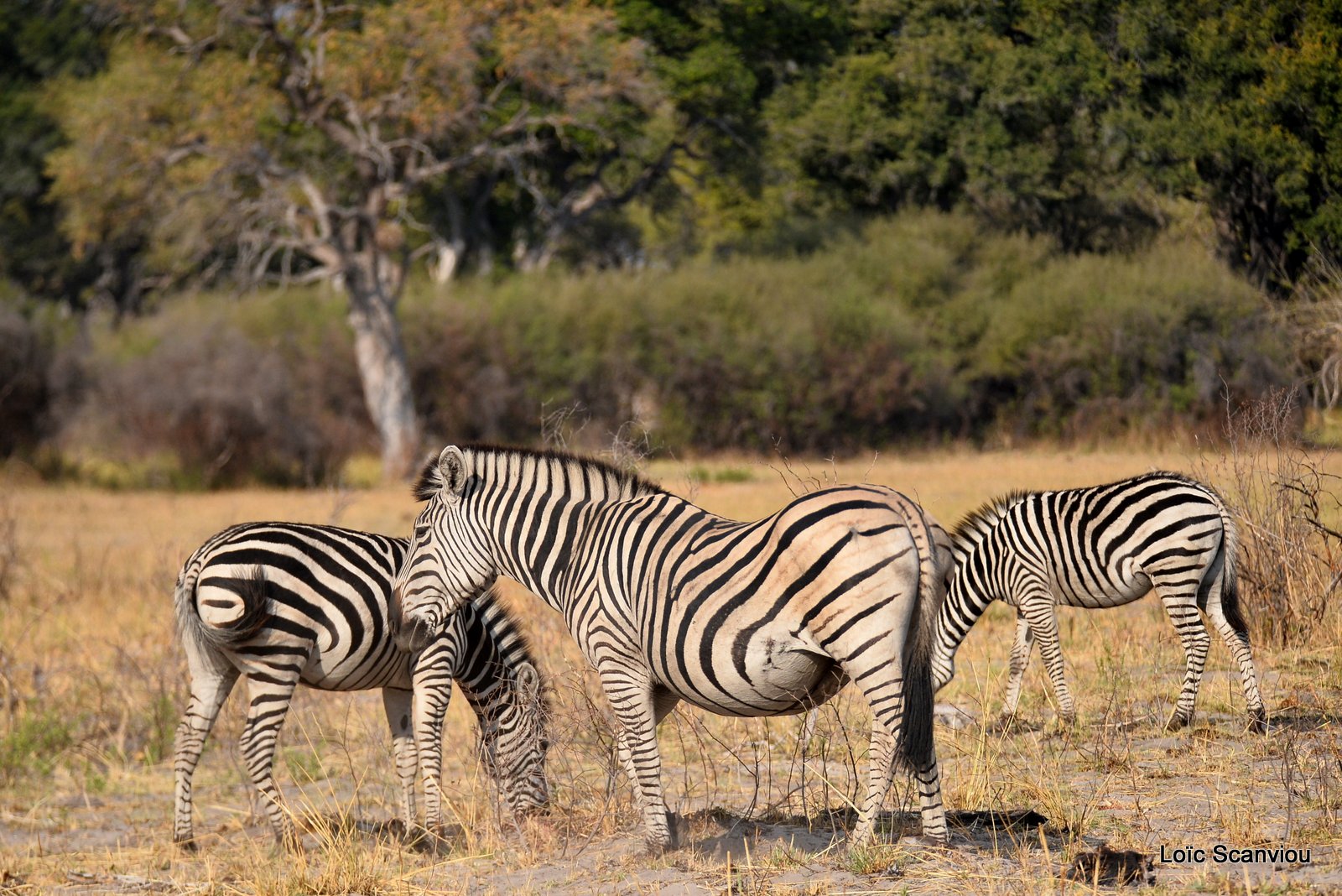 Zèbres/Zebras (5)
