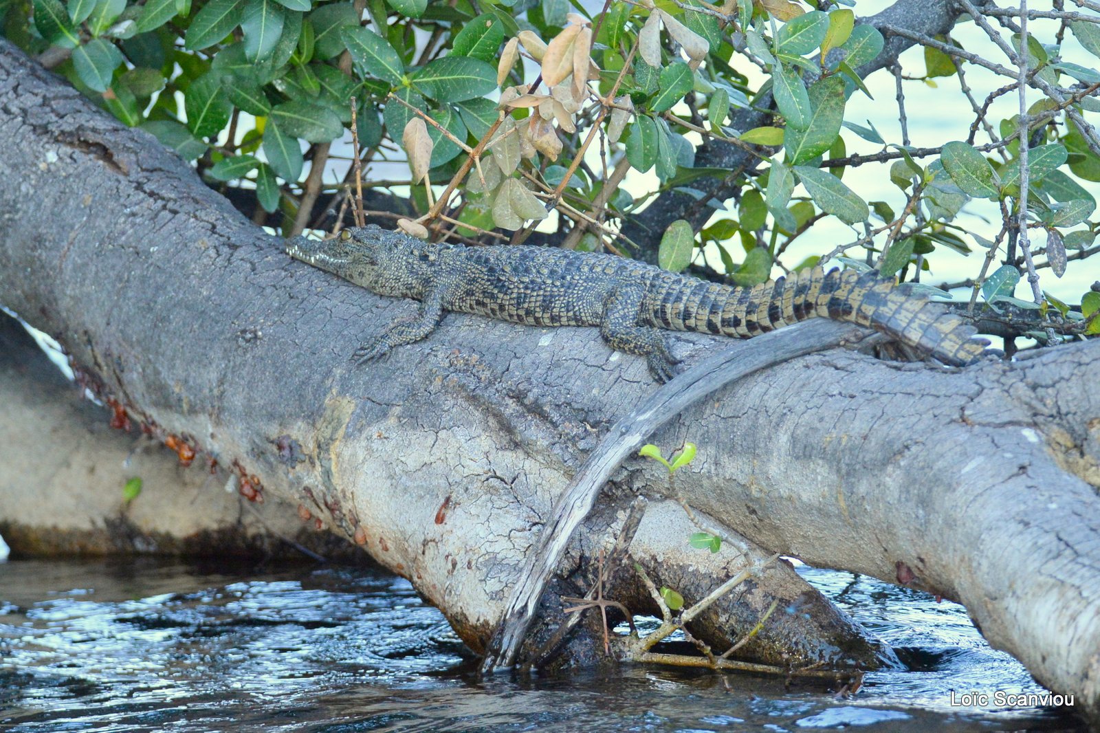 Crocodile du Nil/Nile Crocodile (4)