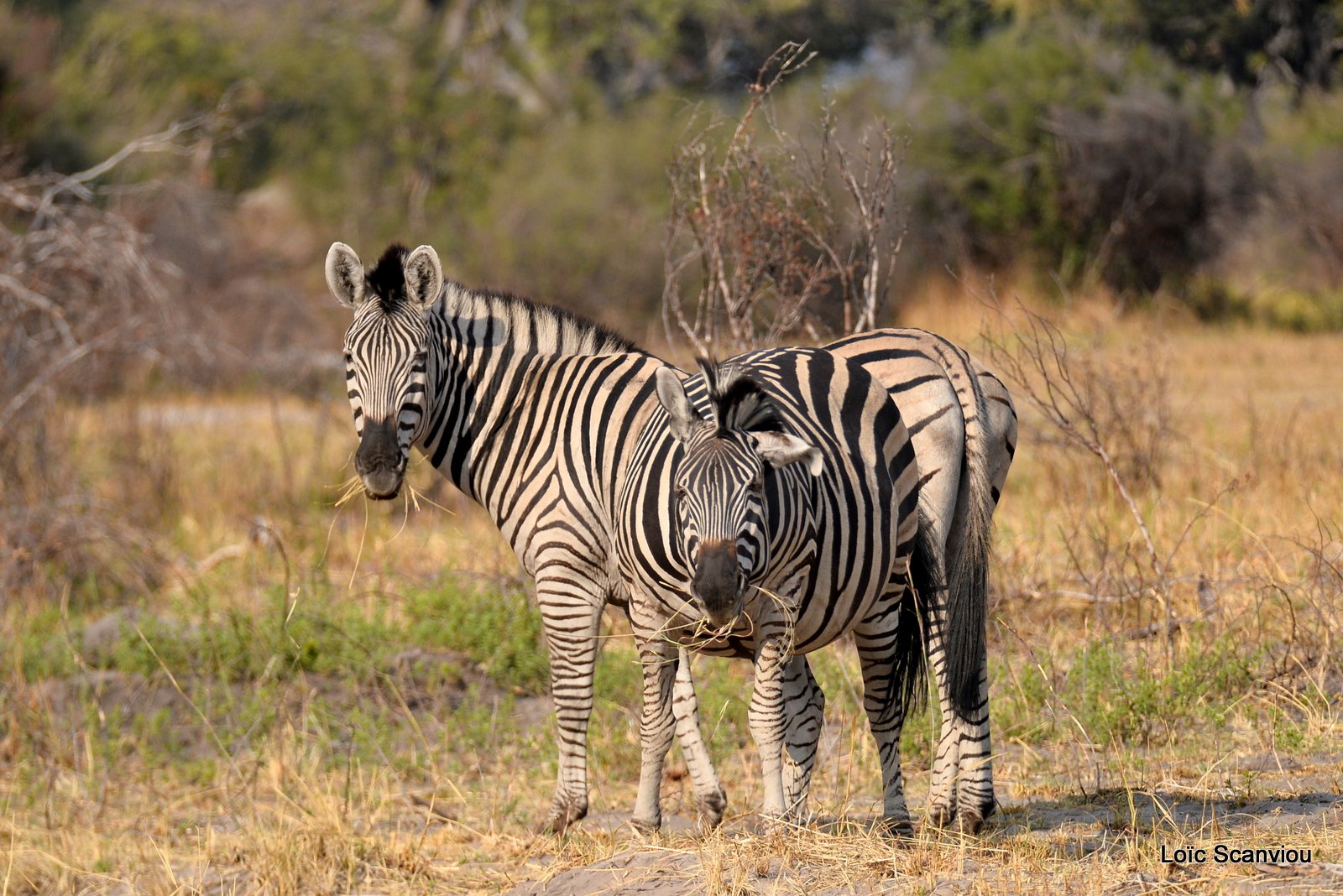 Zèbres/Zebras (6)