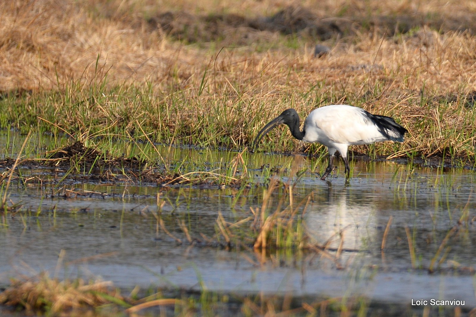 Ibis sacré/African Sacred Ibis (1)