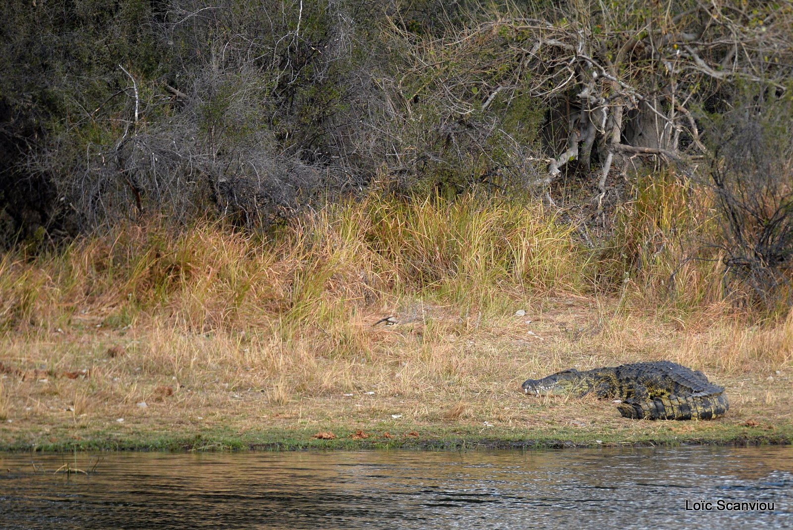 Crocodile du Nil/Nile Crocodile (1)