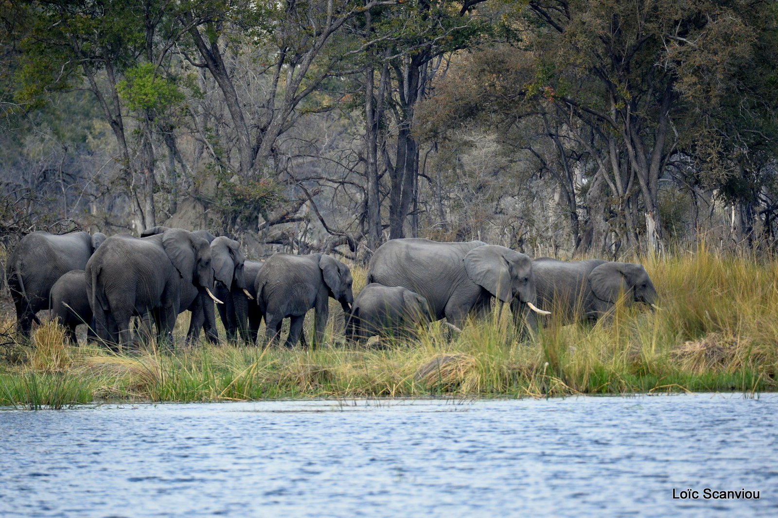 Eléphant d'Afrique/African Elephant (3)