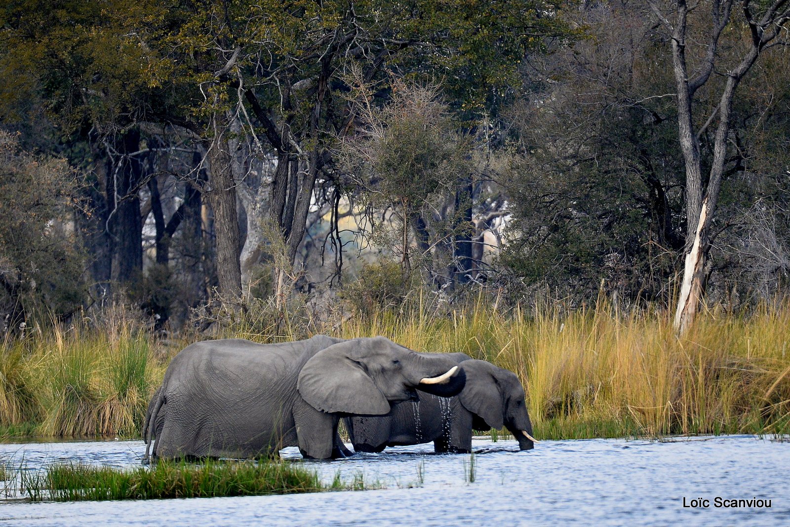 Eléphant d'Afrique/African Elephant (4)