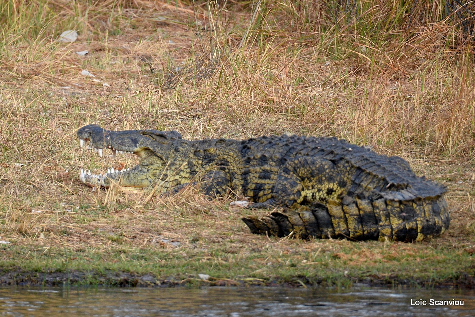 Crocodile du Nil/Nile Crocodile (2)