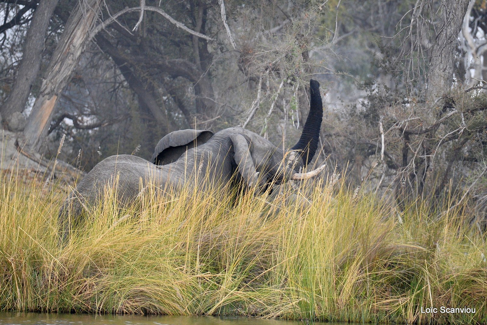 Eléphant d'Afrique/African Elephant (6)