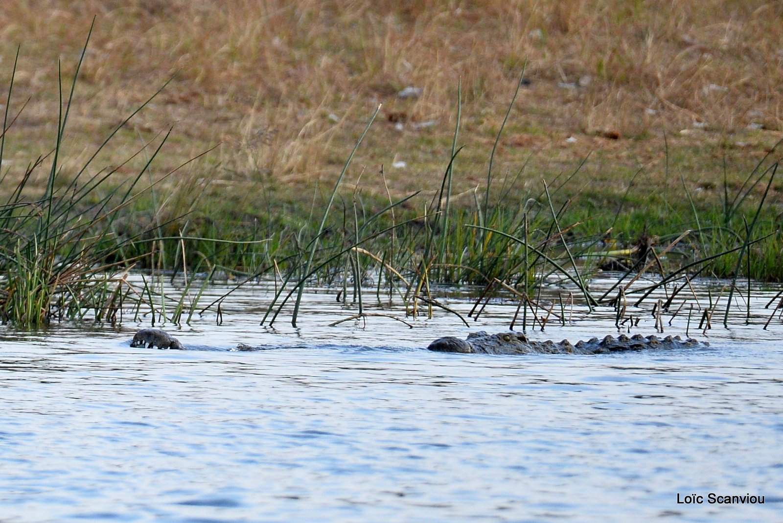 Crocodile du Nil/Nile Crocodile (3)