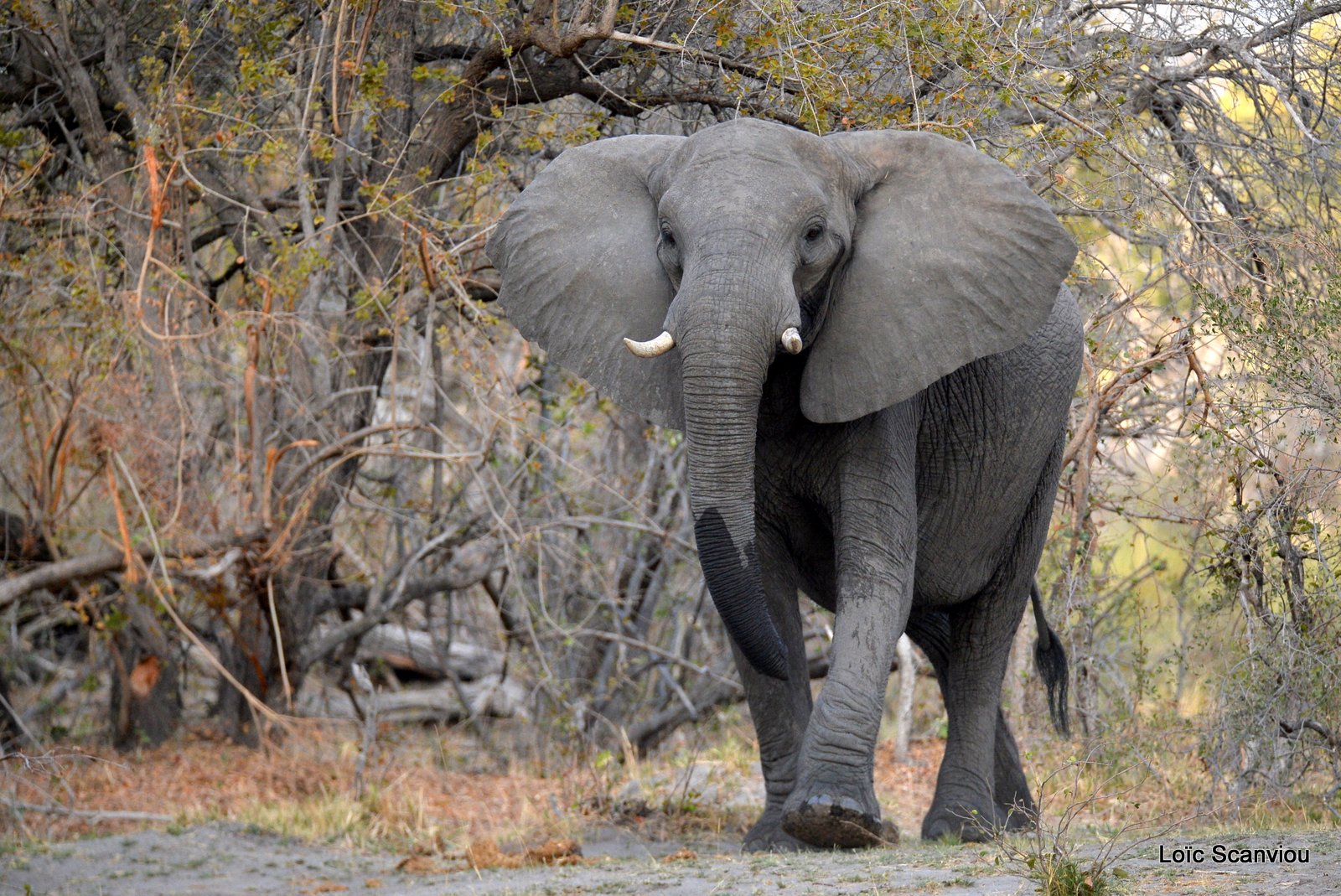 Eléphant d'Afrique/African Elephant (7)