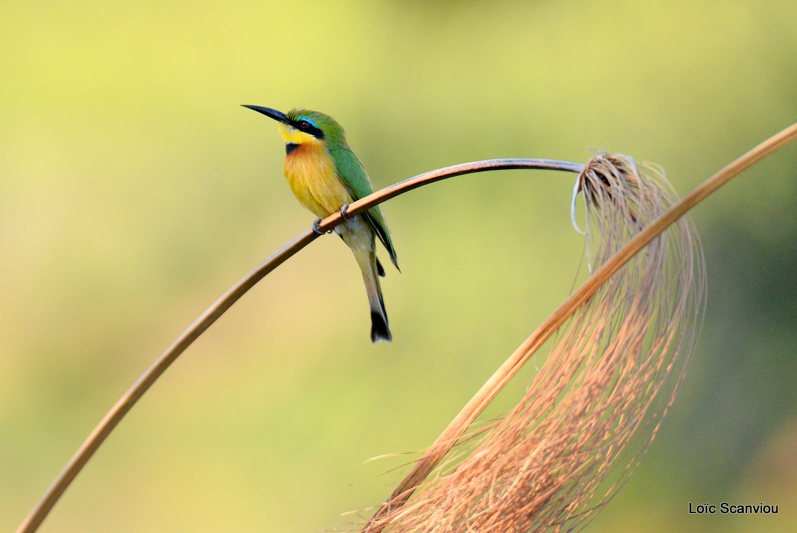 Guêpier nain/Little Bee-eater (1)