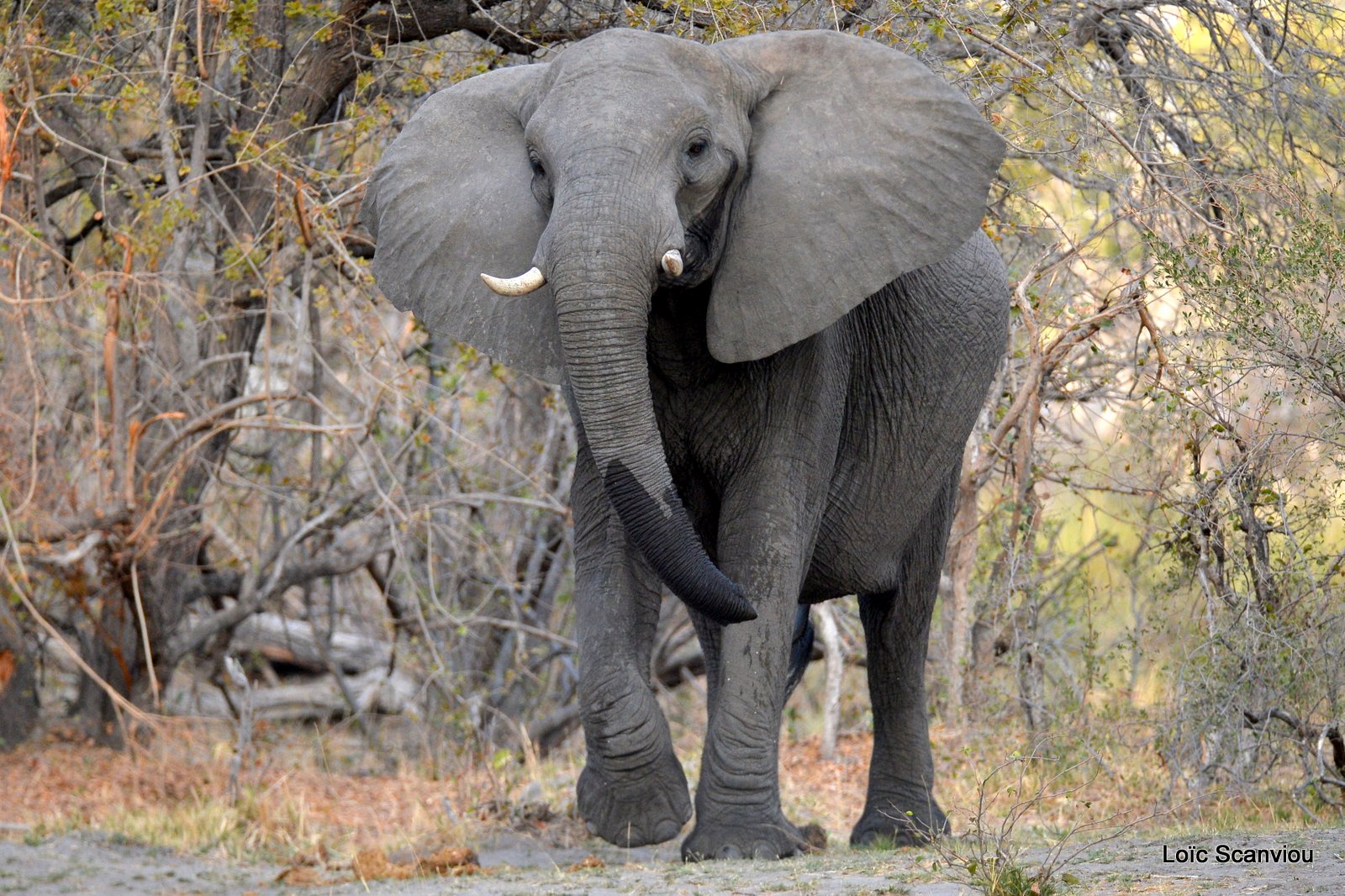 Eléphant d'Afrique/African Elephant (8)
