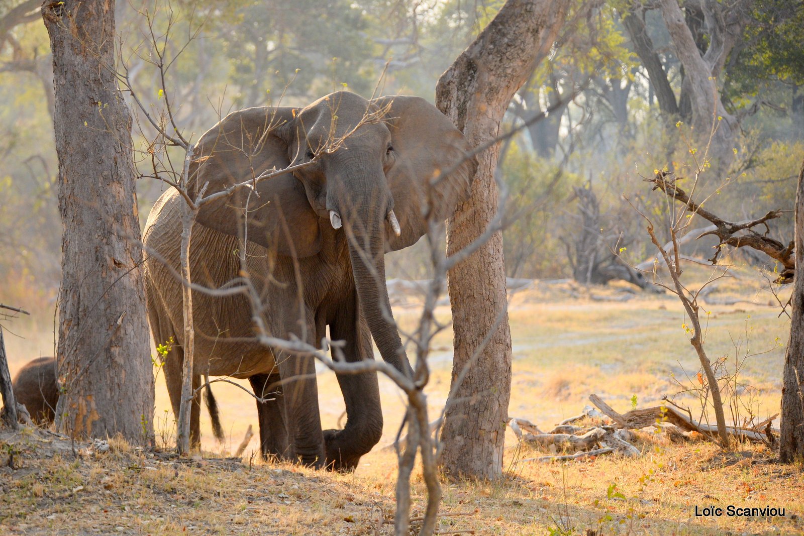 Eléphant d'Afrique/African Elephant (9)