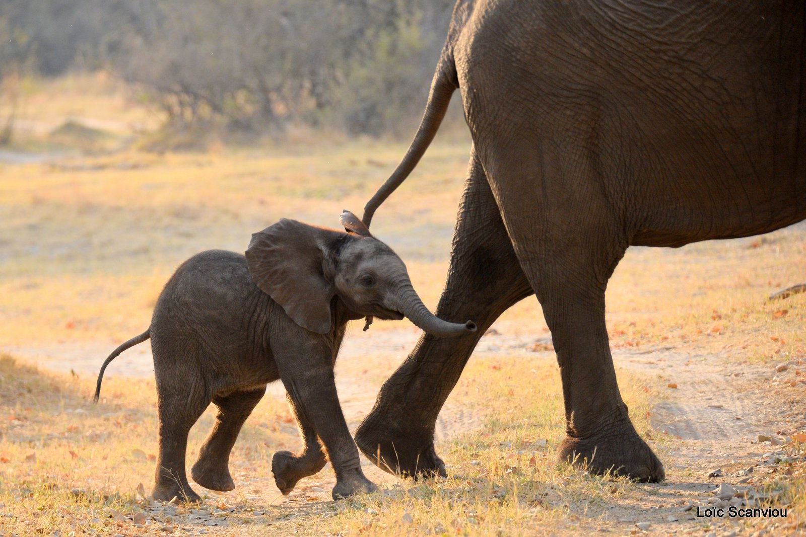 Eléphant d'Afrique/African Elephant (10)