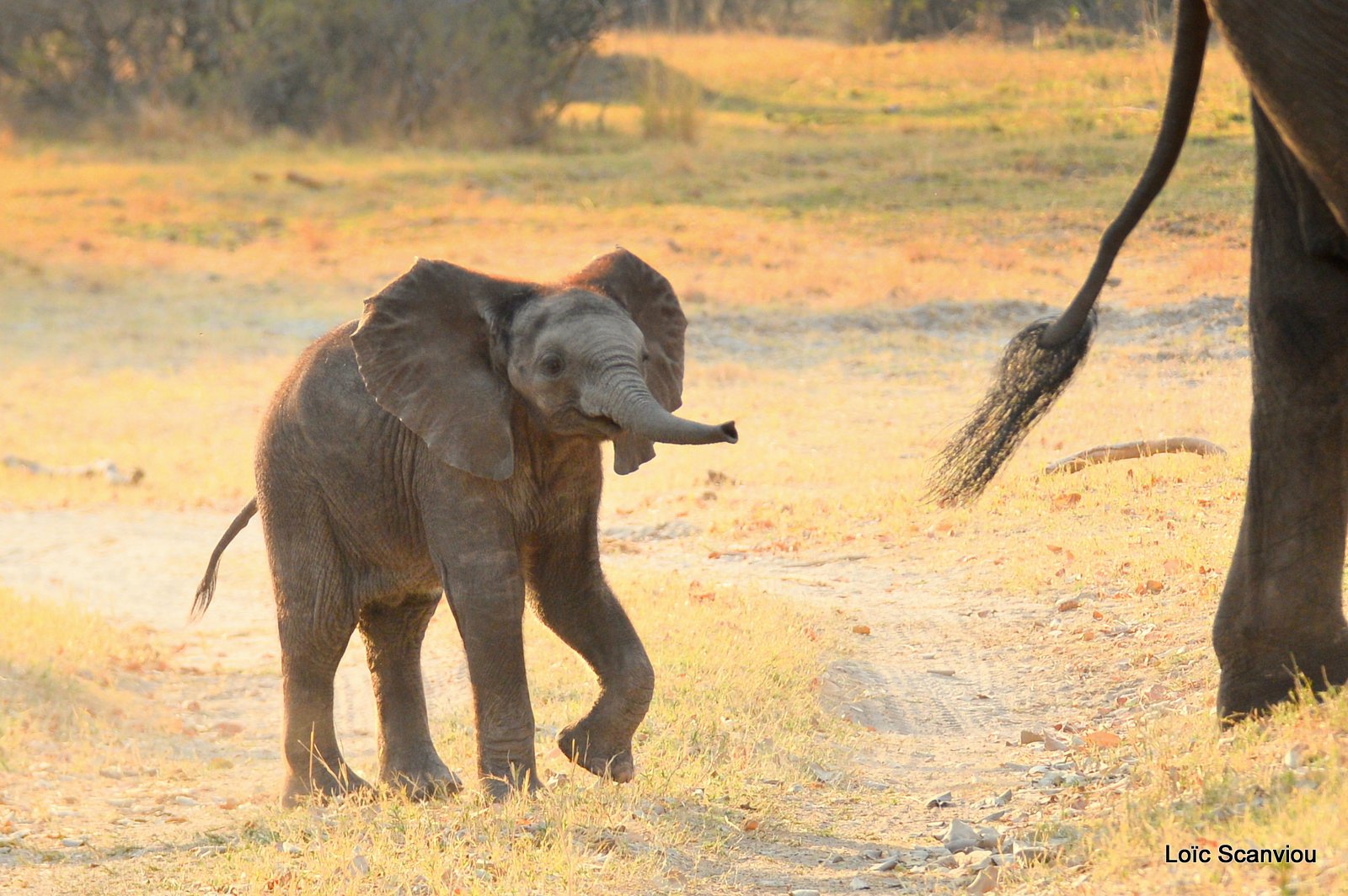 Eléphant d'Afrique/African Elephant (11)