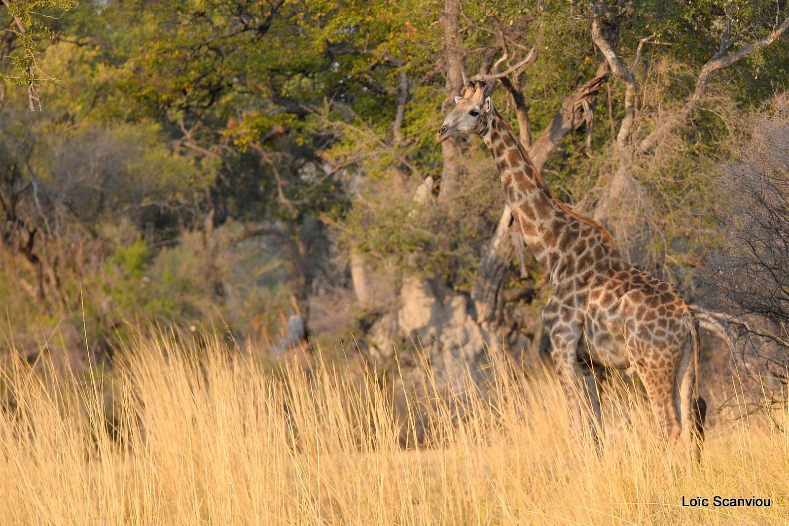 Girafe/Giraffe (1)