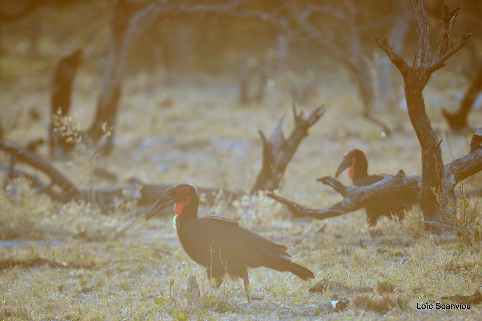 Bucorve du Sud/Southern Ground Hornbill (1)