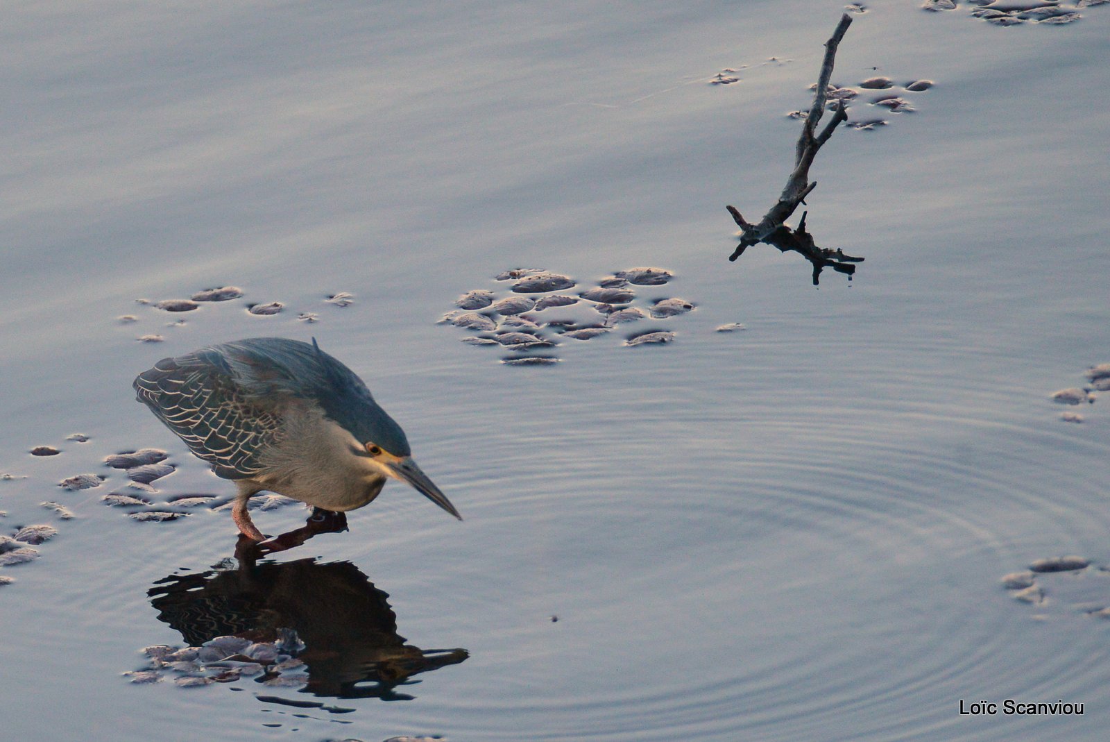 Bihoreau gris/Black-crowned Night-Heron (1)