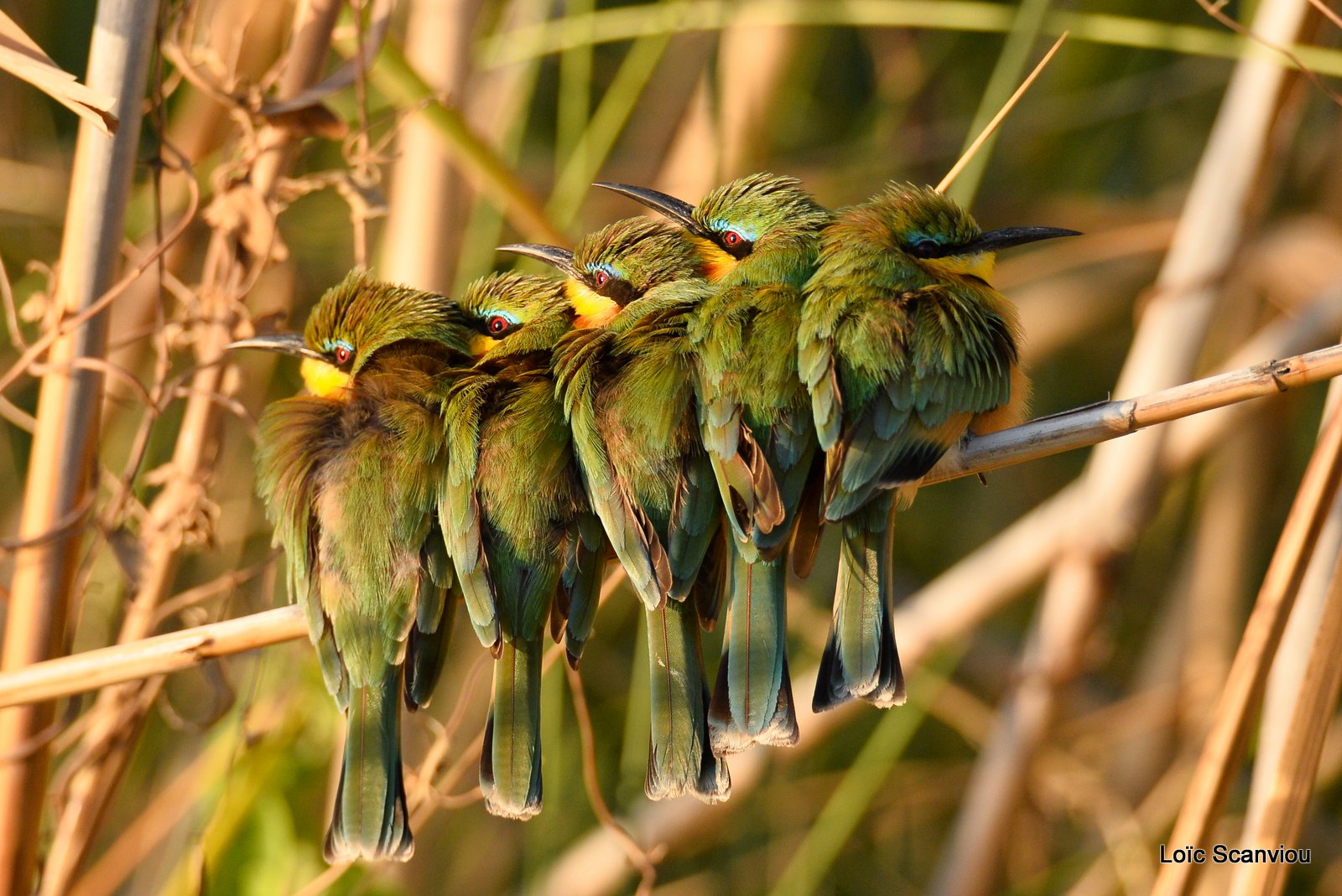Guêpier nain/Little Bee-eater (2)