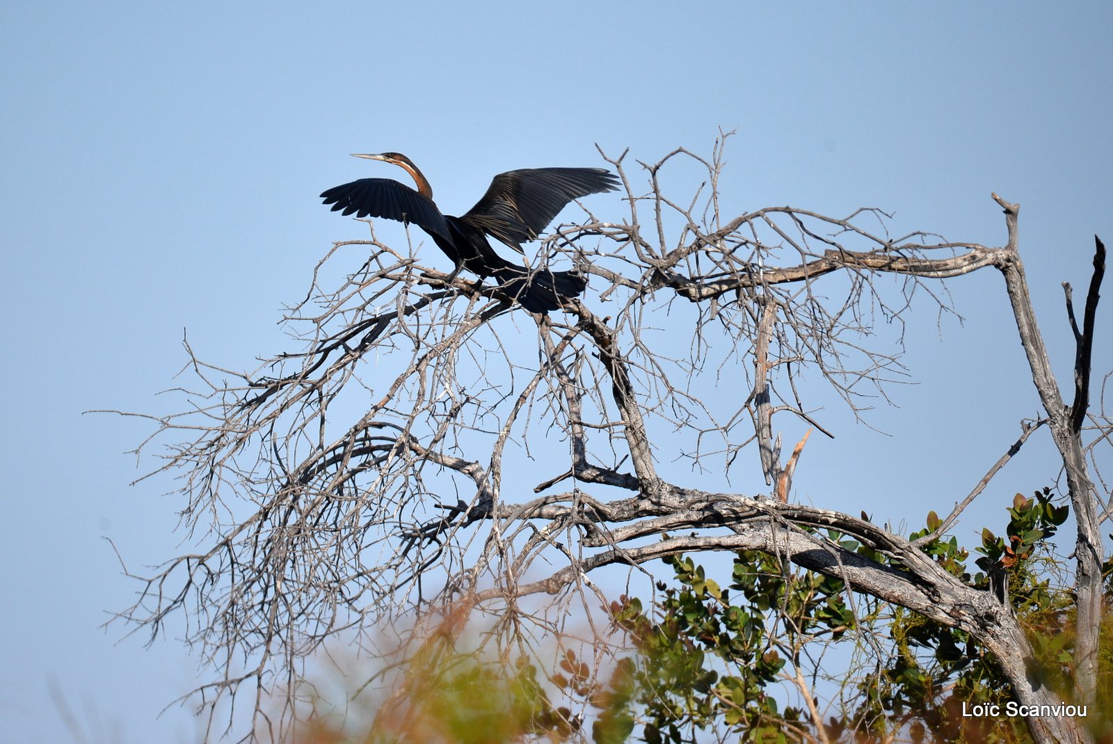 Anhinga d'Afrique/African Darter (1)