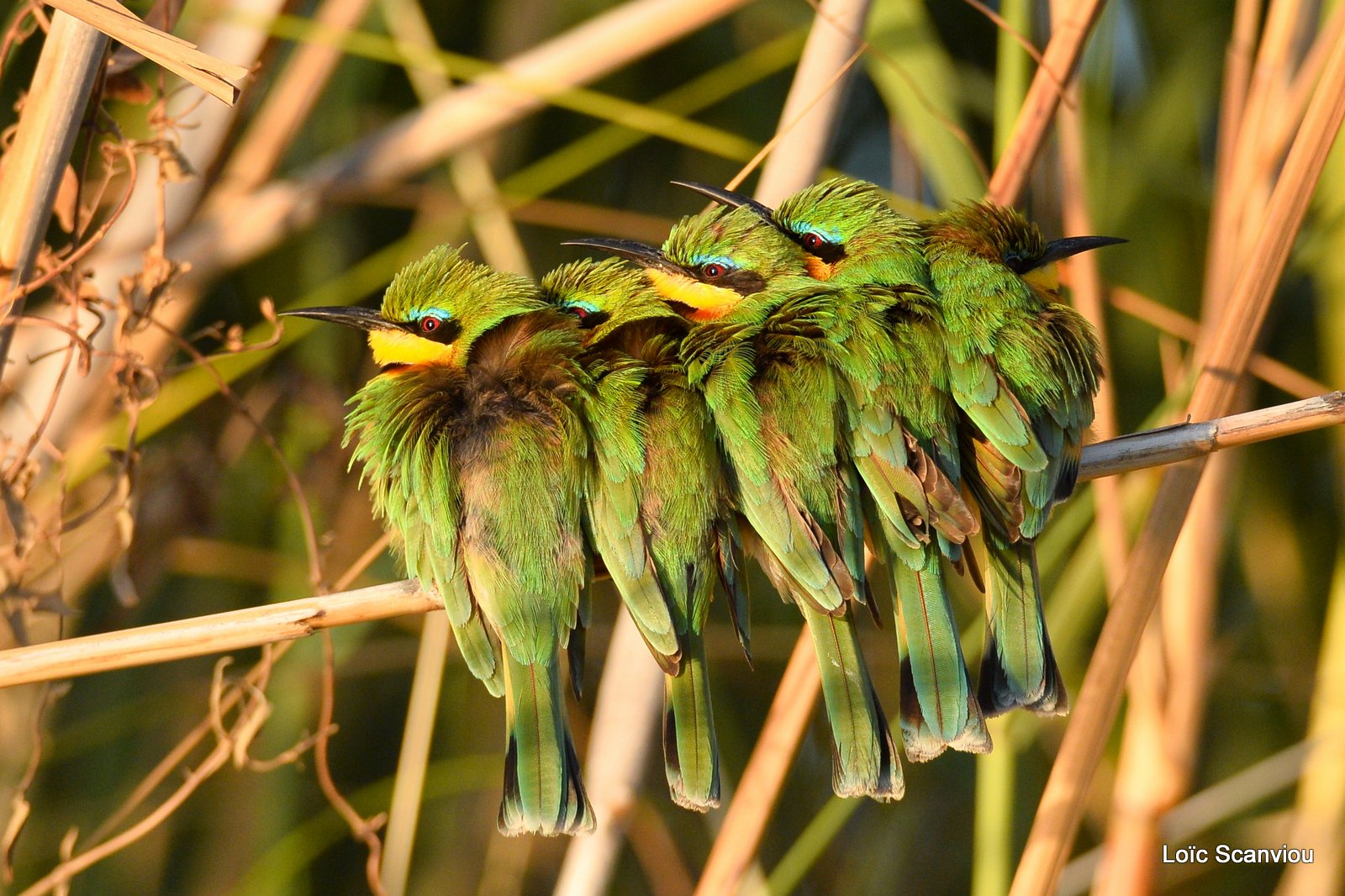 Guêpier nain/Little Bee-eater (3)