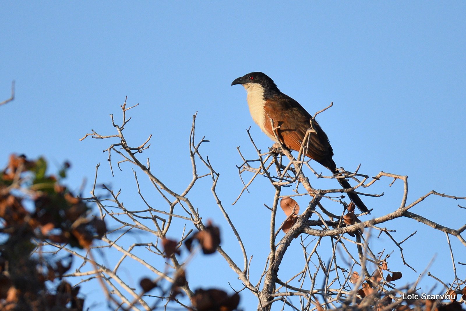 Coucal du Sénégal/Senegal Coucal (1)