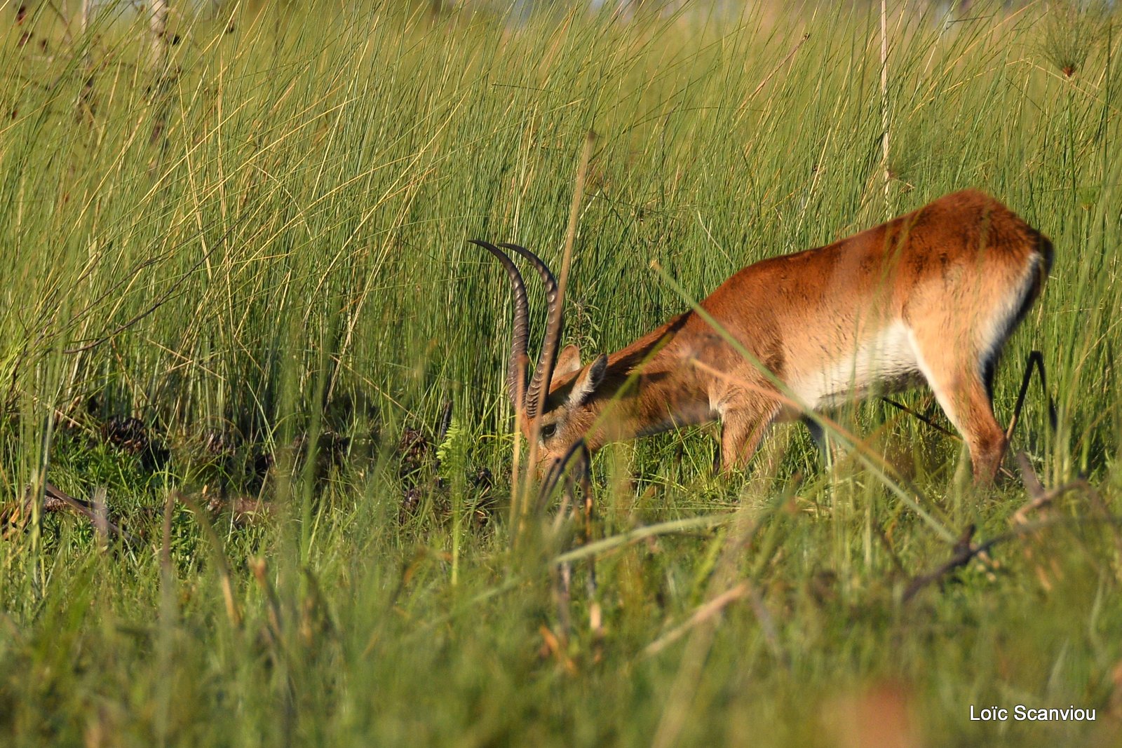Cobe de Lechwe/Red Lechwe (1)