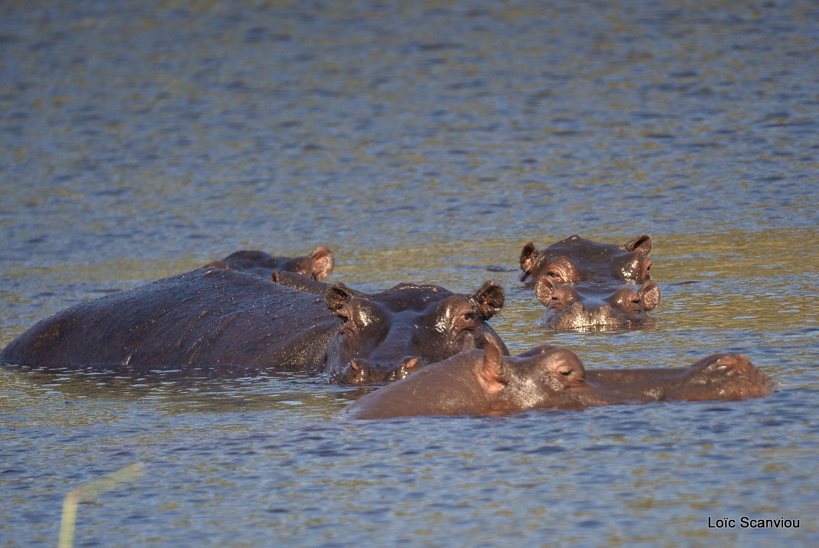 Hippopotame amphibie/Hippopotamus (1)